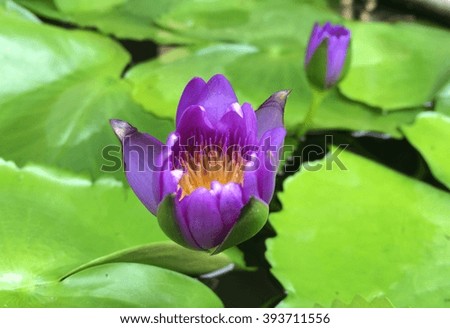 Violet lotus blooming in the pond.