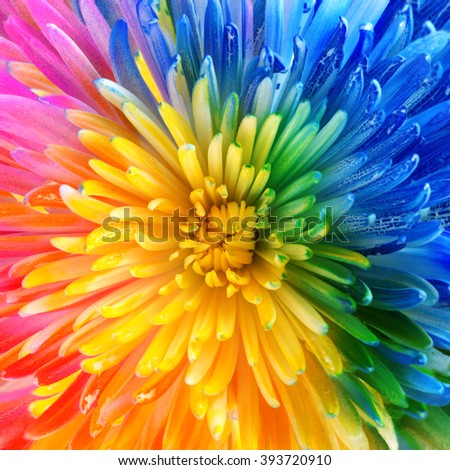 Colorful rainbow flower brackground Royalty-Free Stock Photo #393720910
