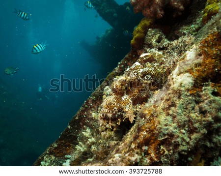 Underwater Scorpionfish On Shipwreck, Amed, Bali, Indonesia