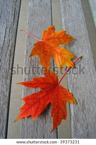 Red Autumn Leaves on Park Bench Slats