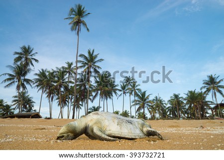 A dead sea turtle due to unknown reason lies on a beach along Terengganu, Malaysia