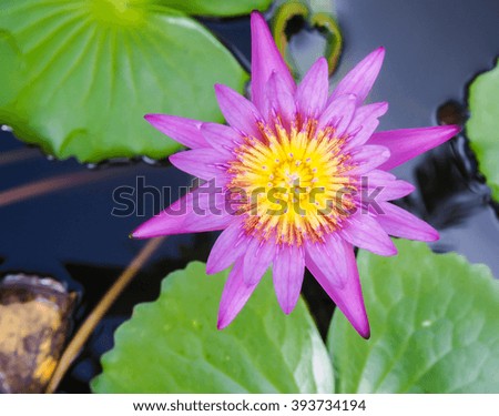 flower picture of blooming lotus on dark screen