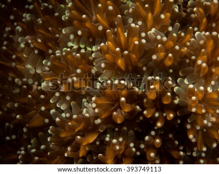 Coral Underwater, Raja Ampat, Indonesia