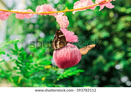 Beautiful butterfly, black veined brown butterfly, butterflies,antennas