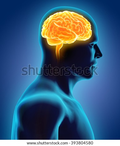 Human Internal Organic - Human Brain, medical concept.