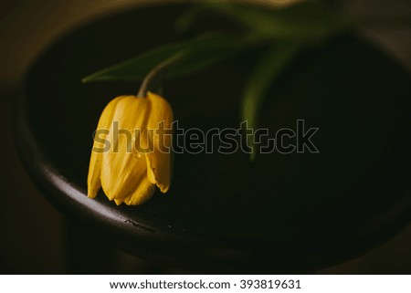 Petals in the bowl with eggs and moss