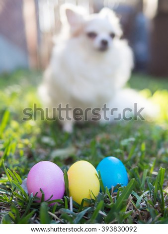 Colorful Easter eggs with off focus dog in the background