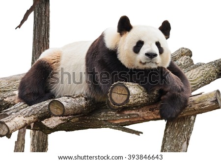 Giant panda looking at camera and lying on wood flooring isolated on white background.