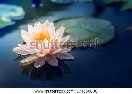  Lotus flower  in pond Royalty-Free Stock Photo #393850000