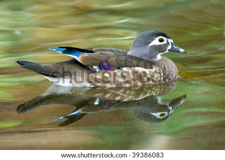 Female Duck in a pond