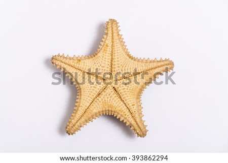 The inverted caribbean starfish isolated on white background, view from the top