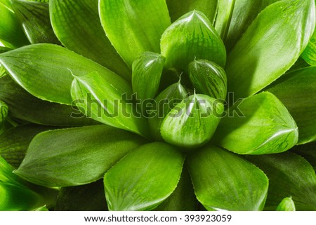Green house plant on a white background