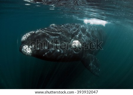  Southern Right Whale Royalty-Free Stock Photo #393932047