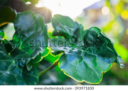 Sunset leaf and tree branch