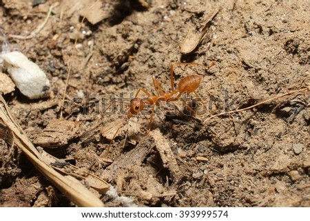 Working Ant , Closeup