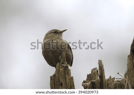 little bird Troglodytidae on a tree