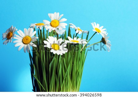 Fresh daisies on blue background. Summer flower