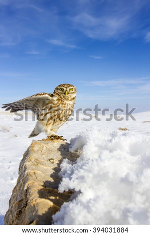 Cute little owl. Wide angle animal photo. Blue sky white snow nature background. Bird: Little Owl. Athene noctua.
