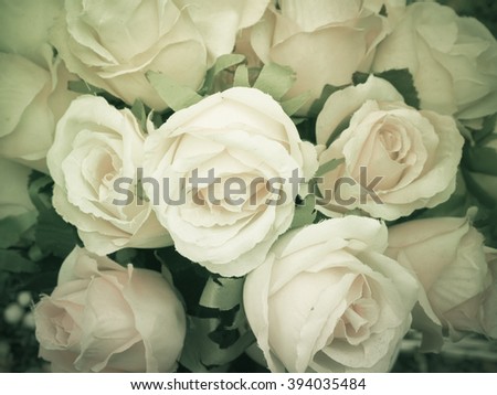 Close up beauty rose pattern background, monotone color, filter effect