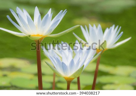 white lotus
caption : I intend to blur picture for abstract