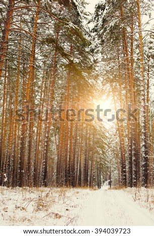 Winter forest, pine  tree landscape