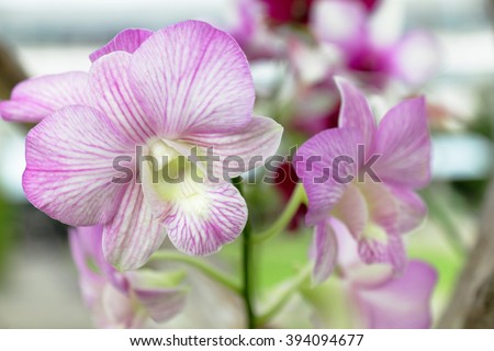 Orchids can be easily obtained in or a tropical country.