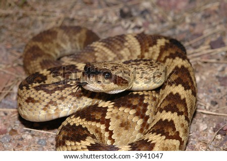 The black-tail rattlesnake is considered one Of Arizona's most beautiful snakes.