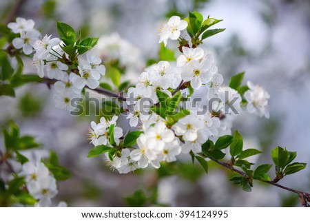 Charming dreamy single branch with white blossoms on a gray background.

