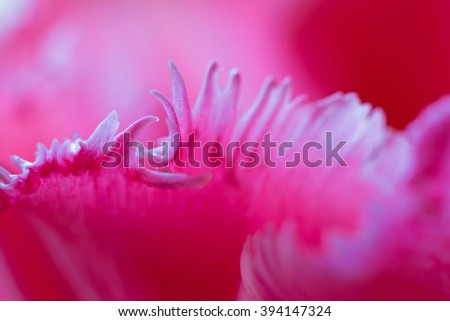 Pink double-flowering tulip petal macro.