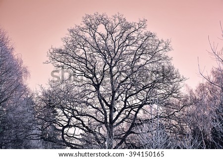 beautiful tree in freezing weather in the woods