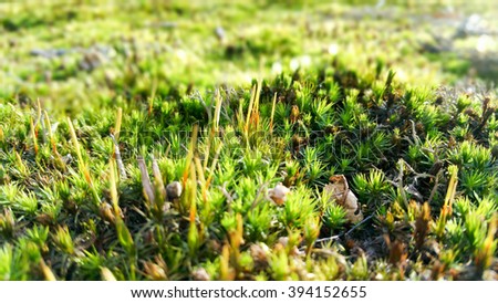 
Mossy surfaces in nature
