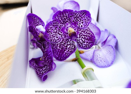Violet orchids panda in white box