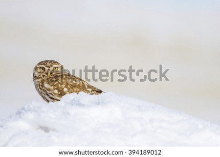 Cute little owl. White snow background. Bird: Little Owl. Athene noctua.