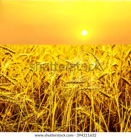 background of ripening ears of yellow wheat field background. Copy space of the setting sun rays on horizon in rural meadow. Close up nature photo Idea of a rich harvest