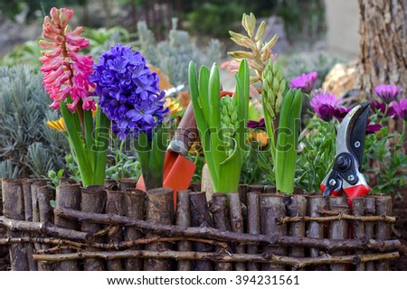 Spring gardening. Garden flowers and tools. Royalty-Free Stock Photo #394231561