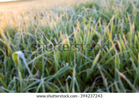   small sprouts of wheat, photographed after frost at dawn, defocused, sun dawn,