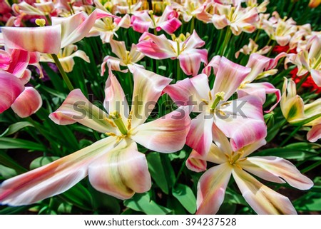 Beautiful bouquet of tulips. colorful tulips. tulips in spring,colorful tulip. Tulipa " Florosa ". Keukenhof Flower Park