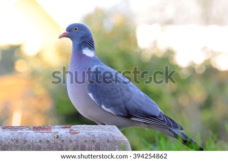 Curious Feral Pigeon.