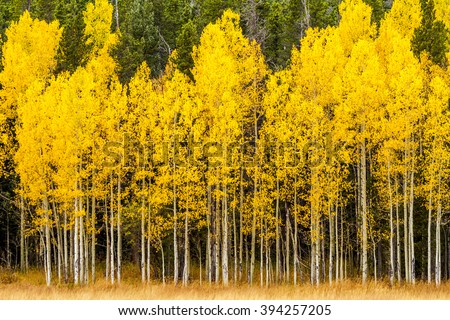 Stand of changing yellow Aspen tree in front of dark green pine trees in mountains of Colorado on fall afternoon Royalty-Free Stock Photo #394257205