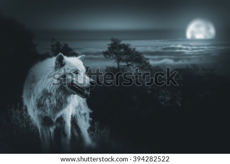 Wolf the King of Wilderness. White Alpha Wolf During Full Moon Night Looking For a Prey in the Wilderness.