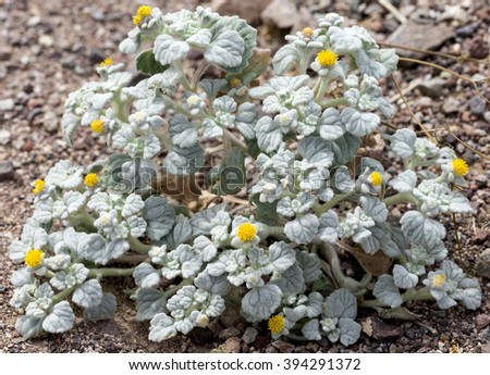 A flowering turtleback plant (Psathyrotes ramosissima) during the 2016 Super Bloom in Death Valley National Park.