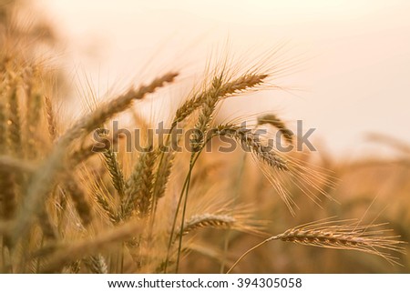 Evening light fields of barley Royalty-Free Stock Photo #394305058