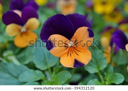 Johnny jump up mini bicolor viola pansy flower Royalty-Free Stock Photo #394312120
