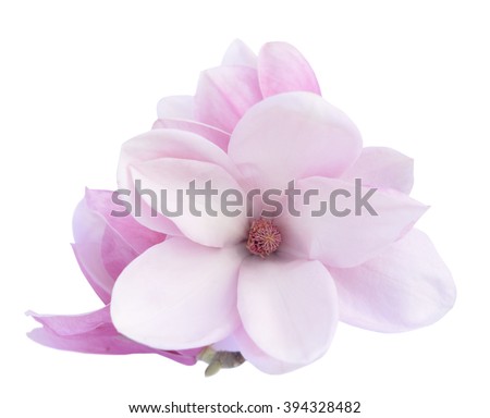  pink Susan magnolia flower isolated on white background 