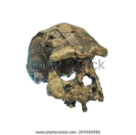 Skull of the person on a white background.