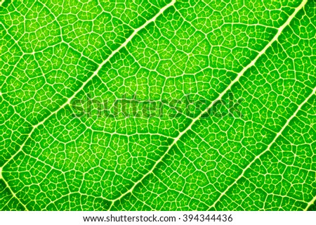 It is Design on leaf texture for pattern and background. 