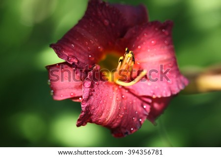 flower, red daylily, close-up, leaves, blurred background, green background, beauty, contrast lighting, lily