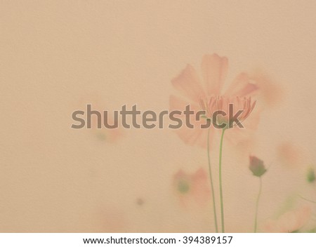 Close up of pink cosmos flowers with paper texture background, pastel tone, natural background.