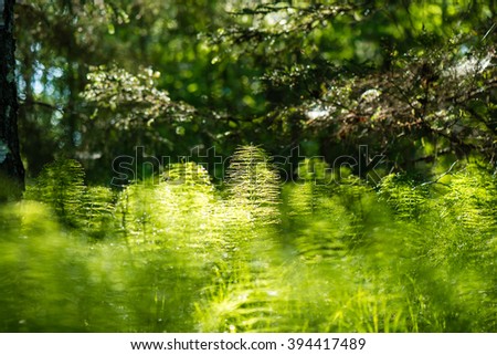 Green spring foliage in forest with flowers and sun rays