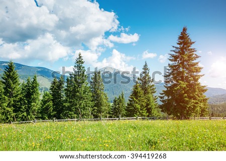 Fantastic day in a beautiful place in sunlight. Dramatic and picturesque morning scene. Location: Carpathian National Park, Ukraine, Europe. Artistic picture. Beauty world. Soft filter effect.